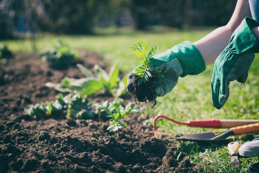 Gartenarbeit mit Handschuhen