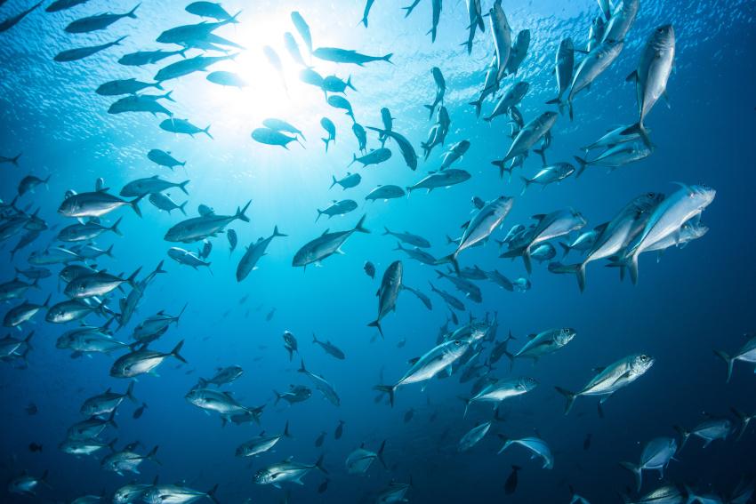 Fische im Meer - Mikroplastik Verbot 