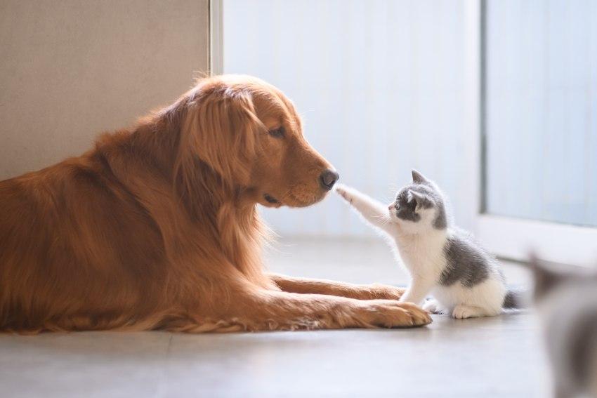 Eine kleine Katze streckt einem erwachsenen Hund die Krallen entgegen