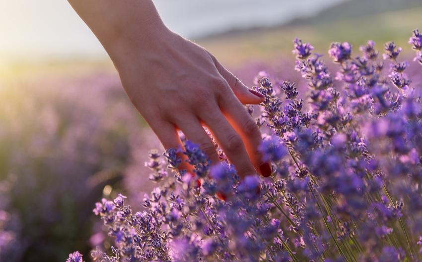 Hand streift durch Lavendelpflanzen