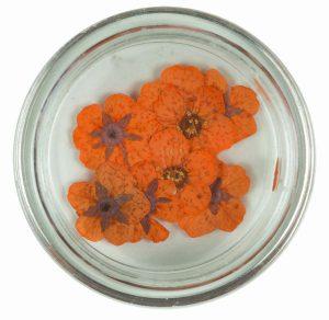 Nailart Trockenblumen Orange